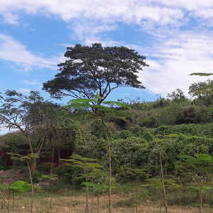 DỰ ÁN CẢI TẠO BÃI RÁC ĐÔNG THẠNH ĐỂ TÁI SỬ DỤNG ĐẤT XÂY DỰNG SÂN GOLF.